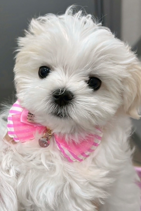 希劉 ATOM-PLACE- 大阪 ミナミ