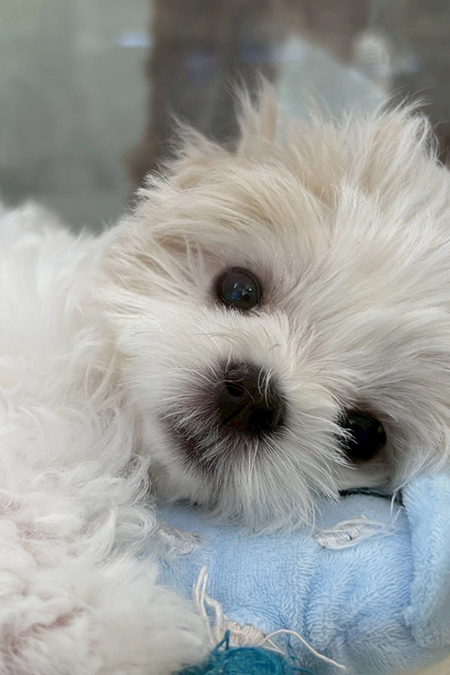 希劉スーパーコリアン ATOM-PLACE- 大阪 ミナミ